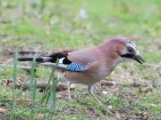 Image 12 in JAYS AND OTHER CORVIDS FROM MY GARDEN HIDE AND BEYOND..