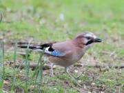 Image 13 in JAYS AND OTHER CORVIDS FROM MY GARDEN HIDE AND BEYOND..