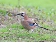 Image 15 in JAYS AND OTHER CORVIDS FROM MY GARDEN HIDE AND BEYOND..