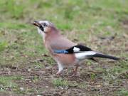 Image 16 in JAYS AND OTHER CORVIDS FROM MY GARDEN HIDE AND BEYOND..