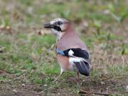 Image 17 in JAYS AND OTHER CORVIDS FROM MY GARDEN HIDE AND BEYOND..