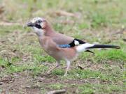 Image 18 in JAYS AND OTHER CORVIDS FROM MY GARDEN HIDE AND BEYOND..