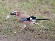 Image 19 in JAYS AND OTHER CORVIDS FROM MY GARDEN HIDE AND BEYOND..