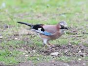 Image 2 in JAYS AND OTHER CORVIDS FROM MY GARDEN HIDE AND BEYOND..