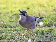 Image 24 in JAYS AND OTHER CORVIDS FROM MY GARDEN HIDE AND BEYOND..