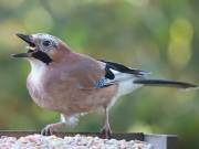 Image 25 in JAYS AND OTHER CORVIDS FROM MY GARDEN HIDE AND BEYOND..