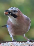 Image 26 in JAYS AND OTHER CORVIDS FROM MY GARDEN HIDE AND BEYOND..