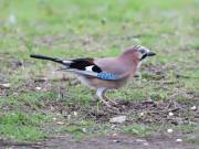 Image 3 in JAYS AND OTHER CORVIDS FROM MY GARDEN HIDE AND BEYOND..