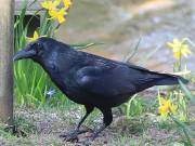 Image 30 in JAYS AND OTHER CORVIDS FROM MY GARDEN HIDE AND BEYOND..