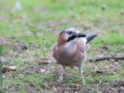 Image 4 in JAYS AND OTHER CORVIDS FROM MY GARDEN HIDE AND BEYOND..