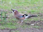 Image 5 in JAYS AND OTHER CORVIDS FROM MY GARDEN HIDE AND BEYOND..