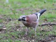 Image 6 in JAYS AND OTHER CORVIDS FROM MY GARDEN HIDE AND BEYOND..