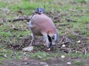 Image 8 in JAYS AND OTHER CORVIDS FROM MY GARDEN HIDE AND BEYOND..
