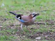 Image 9 in JAYS AND OTHER CORVIDS FROM MY GARDEN HIDE AND BEYOND..