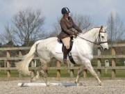 Image 38 in BROADLAND EQUESTRIAN CENTRE. DRESSAGE. 13 APRIL 2019