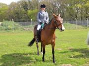 Image 101 in IPSWICH HORSE SOCIETY SPRING SHOW. 22 APRIL 2019