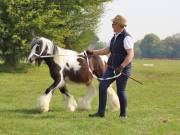 Image 105 in IPSWICH HORSE SOCIETY SPRING SHOW. 22 APRIL 2019