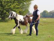 Image 105 in IPSWICH HORSE SOCIETY SPRING SHOW. 22  APRIL 2019