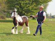 Image 107 in IPSWICH HORSE SOCIETY SPRING SHOW. 22 APRIL 2019