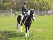 Image 108 in IPSWICH HORSE SOCIETY SPRING SHOW. 22 APRIL 2019