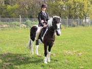 Image 108 in IPSWICH HORSE SOCIETY SPRING SHOW. 22  APRIL 2019