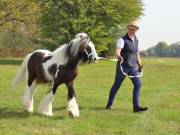 Image 110 in IPSWICH HORSE SOCIETY SPRING SHOW. 22  APRIL 2019