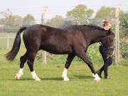 Image 113 in IPSWICH HORSE SOCIETY SPRING SHOW. 22 APRIL 2019