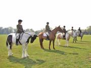 Image 115 in IPSWICH HORSE SOCIETY SPRING SHOW. 22 APRIL 2019