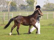 Image 118 in IPSWICH HORSE SOCIETY SPRING SHOW. 22  APRIL 2019