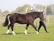 Image 123 in IPSWICH HORSE SOCIETY SPRING SHOW. 22  APRIL 2019