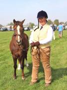 Image 128 in IPSWICH HORSE SOCIETY SPRING SHOW. 22  APRIL 2019