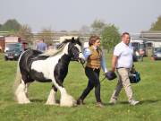 Image 129 in IPSWICH HORSE SOCIETY SPRING SHOW. 22  APRIL 2019