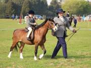 Image 13 in IPSWICH HORSE SOCIETY SPRING SHOW. 22  APRIL 2019