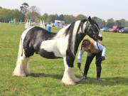 Image 132 in IPSWICH HORSE SOCIETY SPRING SHOW. 22  APRIL 2019