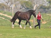 Image 137 in IPSWICH HORSE SOCIETY SPRING SHOW. 22  APRIL 2019