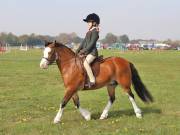 Image 141 in IPSWICH HORSE SOCIETY SPRING SHOW. 22 APRIL 2019