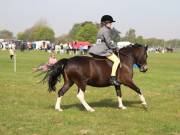 Image 143 in IPSWICH HORSE SOCIETY SPRING SHOW. 22  APRIL 2019