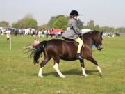 Image 143 in IPSWICH HORSE SOCIETY SPRING SHOW. 22 APRIL 2019