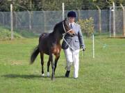 Image 145 in IPSWICH HORSE SOCIETY SPRING SHOW. 22  APRIL 2019