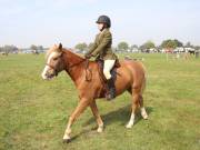 Image 146 in IPSWICH HORSE SOCIETY SPRING SHOW. 22 APRIL 2019