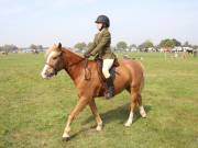 Image 146 in IPSWICH HORSE SOCIETY SPRING SHOW. 22  APRIL 2019