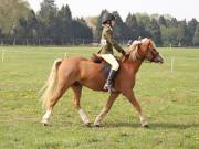 Image 149 in IPSWICH HORSE SOCIETY SPRING SHOW. 22 APRIL 2019