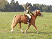 Image 149 in IPSWICH HORSE SOCIETY SPRING SHOW. 22  APRIL 2019