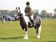 Image 153 in IPSWICH HORSE SOCIETY SPRING SHOW. 22  APRIL 2019