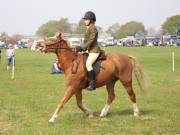 Image 154 in IPSWICH HORSE SOCIETY SPRING SHOW. 22  APRIL 2019