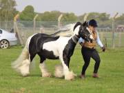 Image 157 in IPSWICH HORSE SOCIETY SPRING SHOW. 22 APRIL 2019