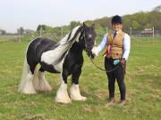 Image 158 in IPSWICH HORSE SOCIETY SPRING SHOW. 22  APRIL 2019