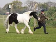 Image 159 in IPSWICH HORSE SOCIETY SPRING SHOW. 22 APRIL 2019