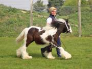 Image 160 in IPSWICH HORSE SOCIETY SPRING SHOW. 22  APRIL 2019