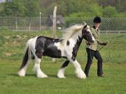 Image 163 in IPSWICH HORSE SOCIETY SPRING SHOW. 22 APRIL 2019